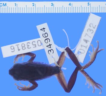 Media type: image; Herpetology A-34964